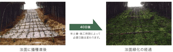 手播き用種子